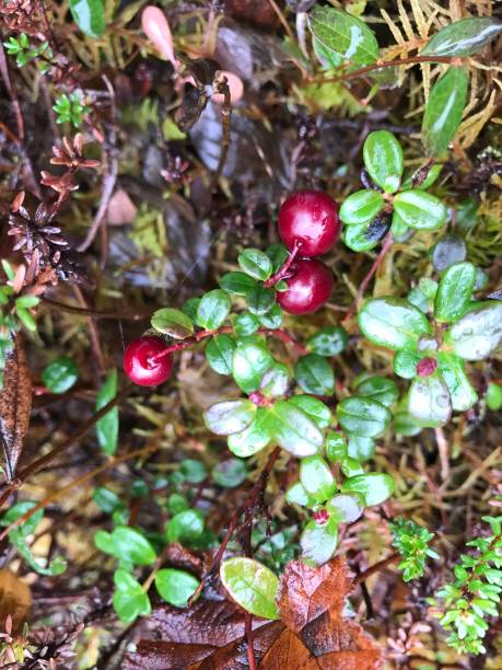 Lingonberries in Girdwood, Alaska Close-up image of several berries growing in a meadow bog. chugach national forest photos stock pictures, royalty-free photos & images