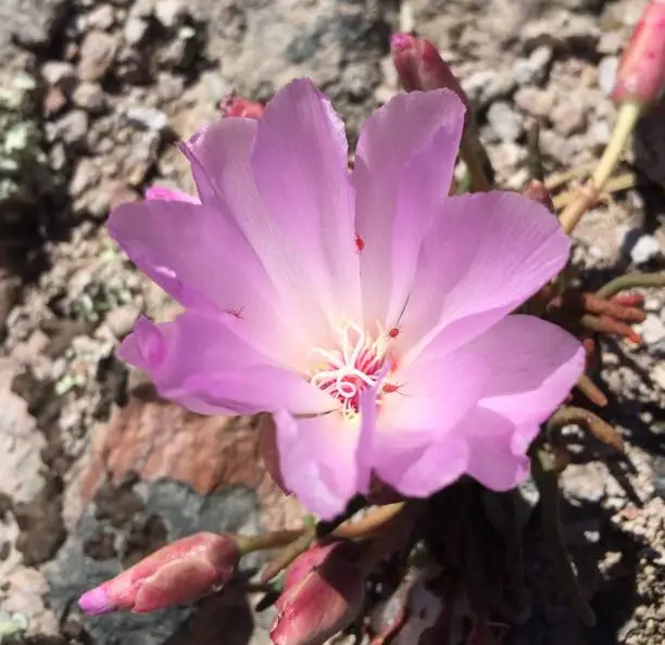 Bitterrot Lewisia Rediviva flower blooming with spider mites inhabiting the petals inside.