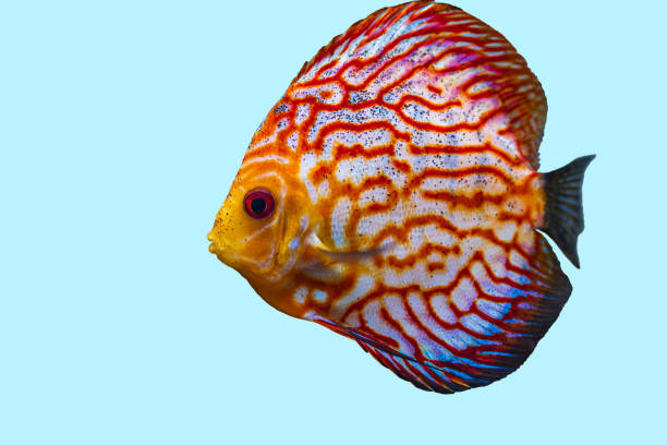 istock Close up view of gorgeous checkerboard red map discus aquarium fish isolated on blue background. Hobby concept. 1284089293