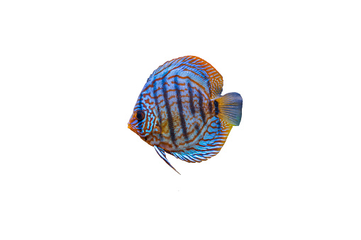 Close up view of gorgeous tiger turks discus aquarium fish isolated on white background. Hobby concept.