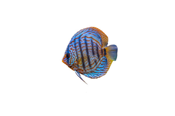 Close up view of gorgeous tiger turks discus aquarium fish isolated on white background. Hobby concept. Close up view of gorgeous tiger turks discus aquarium fish isolated on white background. Hobby concept. discus fish stock pictures, royalty-free photos & images