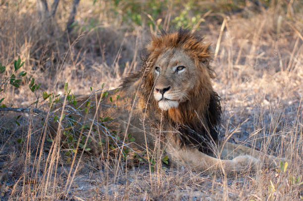 istock Large Male Lion in the Wild 1284089619