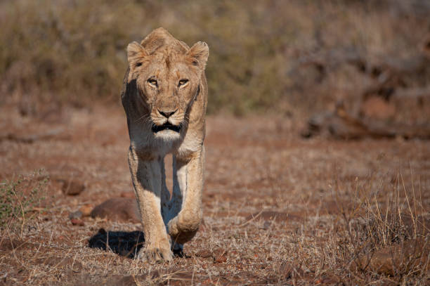 istock Lion in the Kruger National Park 1284089620