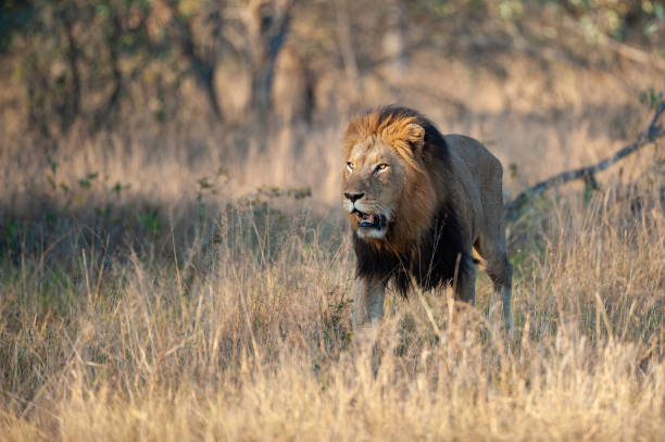 istock Large Male Lion in the Wild 1284089736