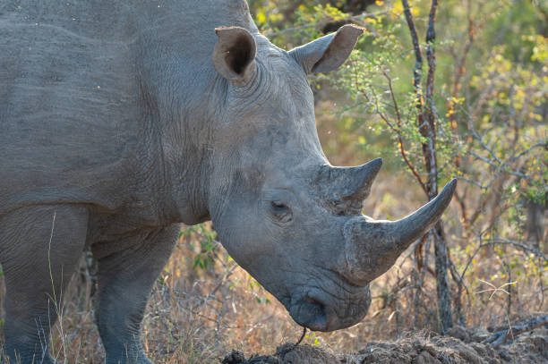 istock White Rhino in the Wild 1284091563