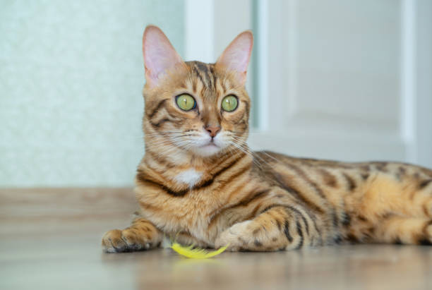 istock A domestic cat plays with a yellow feather in a light room. 1284091595