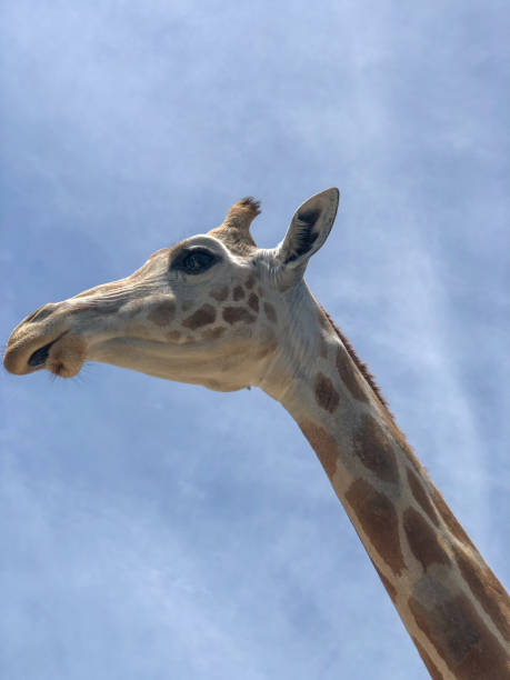 130+ Glen Rose Fotos fotos de stock, imagens e fotos royaltyfree iStock