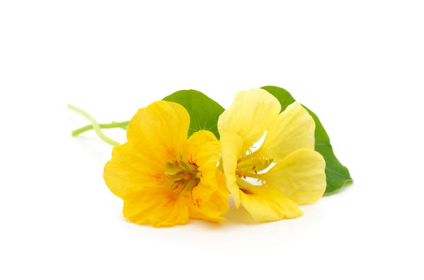 Closeup of orange colored  cress flower blossom on white background