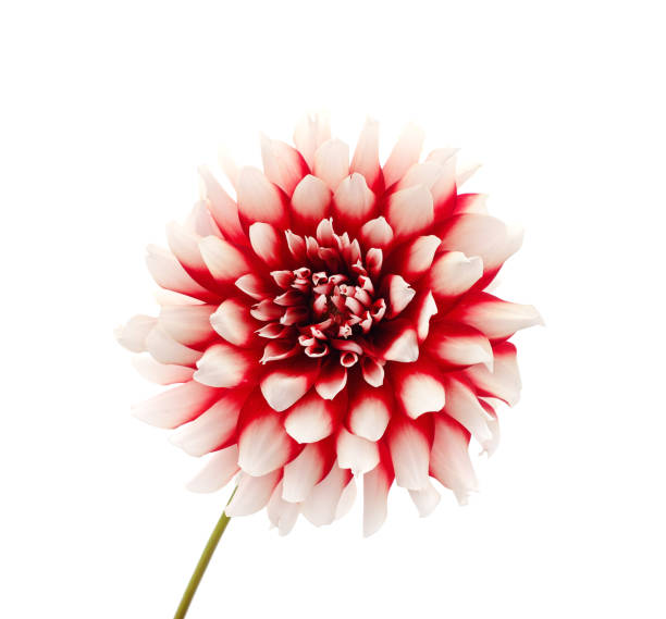 istock Georgina one burgundy. 1284092620
