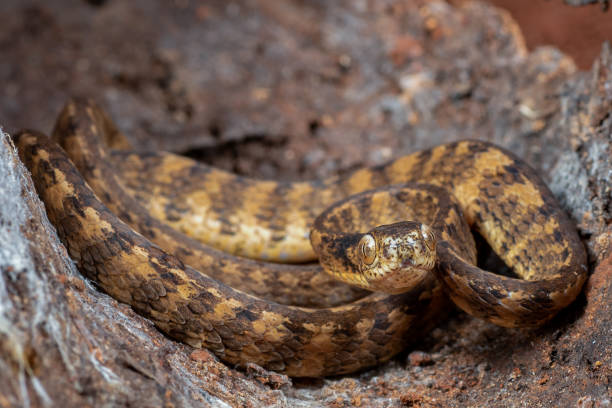 istock The keeled slug-eating snake 1284092694