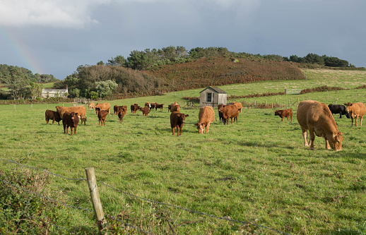 Grazing cows in a field eating blades of grass, black and white dairy cattle, in a green pasture landscape, head down