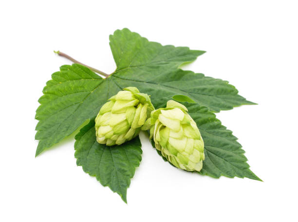 istock Green flower hop. 1284093622
