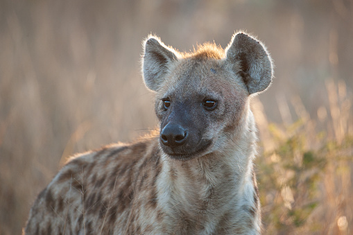 Spotted Hyena seen on a safari in South Africa