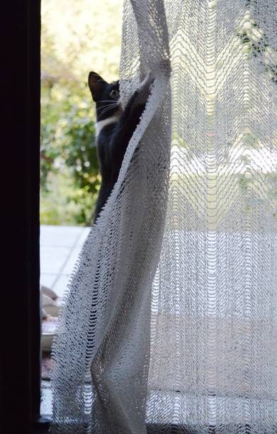 istock the cat is playing with the curtain 1284095457
