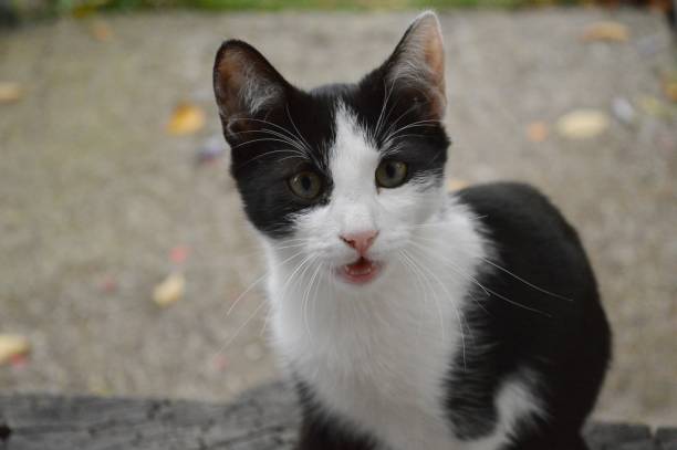 istock portrait of a black and white cat 1284095531