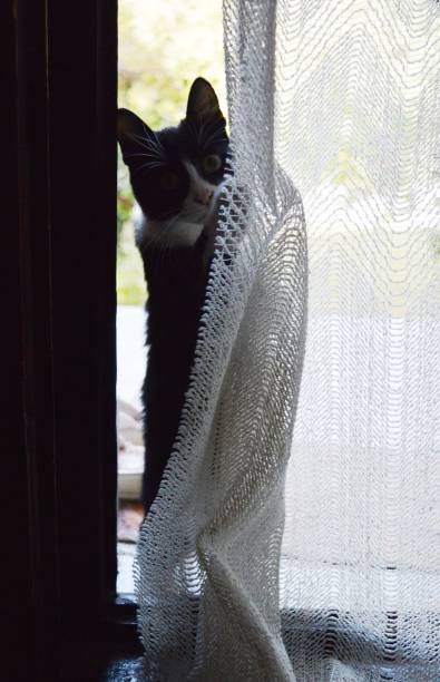 istock the cat is playing with the curtain 1284095628