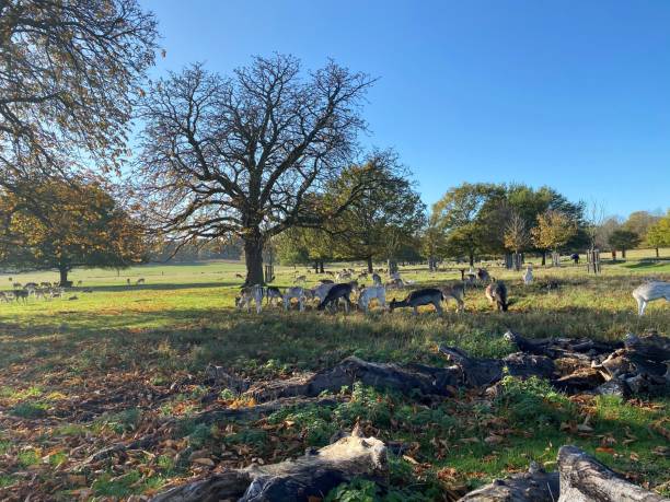 istock A view of Richmond Park in the Autumn 1284095708