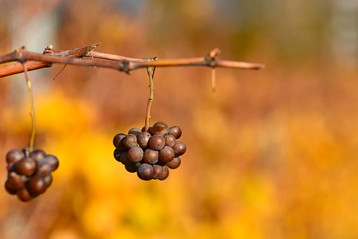 Grapes left on vine past harvest time in autumn to produce ice wine on blurry orange background