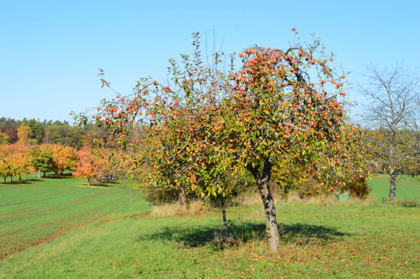 istock An orchard in autumn at sunshine 1284097889