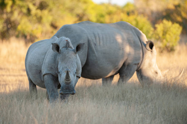 istock White Rhino in the Wild 1284098064