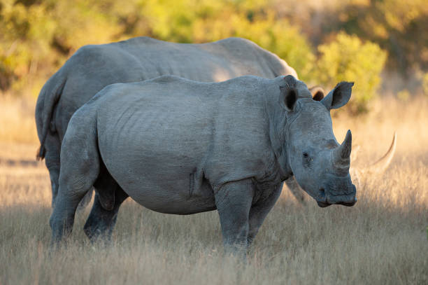 istock White Rhino in the Wild 1284098068
