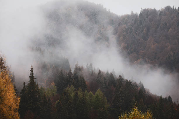istock Mist and sleet storm over a cone tree forest in the Romanian mountains during a November cloudy day. 1284098142