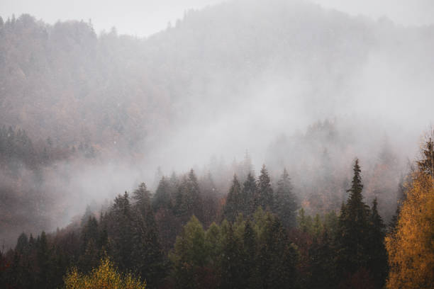 névoa e granizo tempestade sobre uma floresta de árvores de cone nas montanhas romenas durante um dia nublado de novembro. - meteorology rain fog forest - fotografias e filmes do acervo