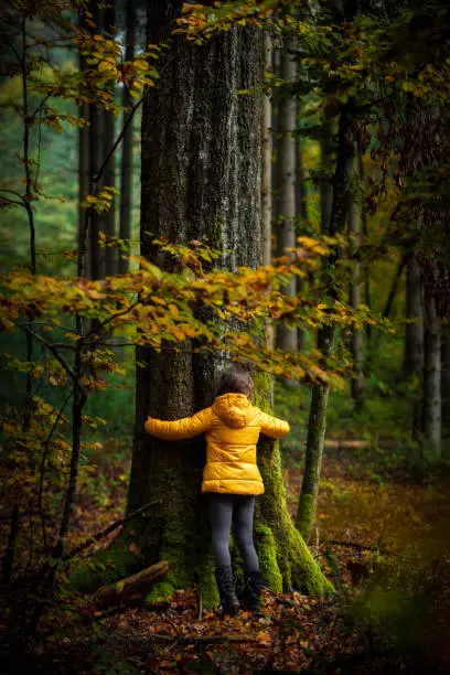 Germany, Bavaria. Young girl hugs an old beech tree in autumn forest.