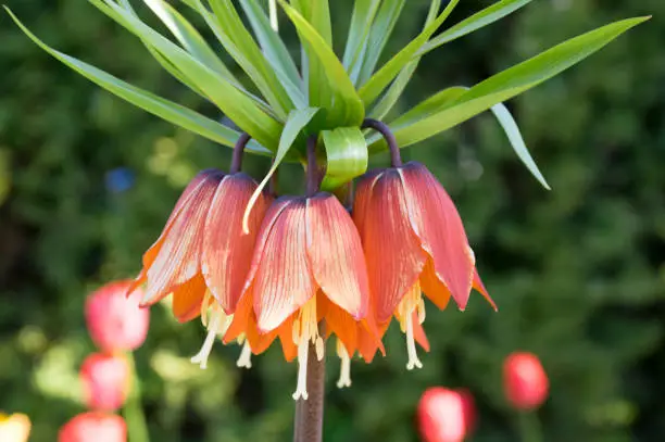 Fritillaria imperialis crown imperial flower in bloom, beautiful tall orange red flowering springtima bulbous plant on big stem with green leaves on the top