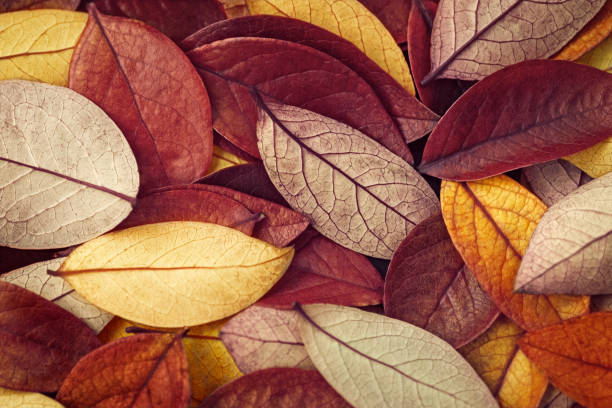 istock brown and yellow fallen leaves background 1284099786