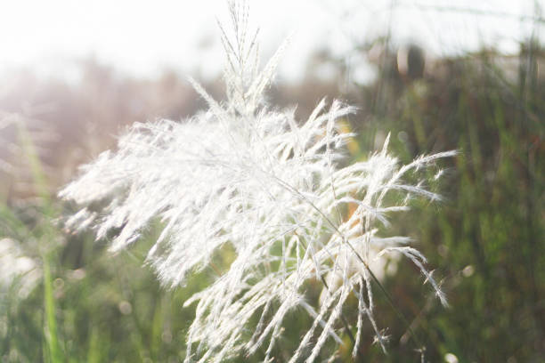 istock Grass flowers with morning sun against light blue sky in summer 1284099789