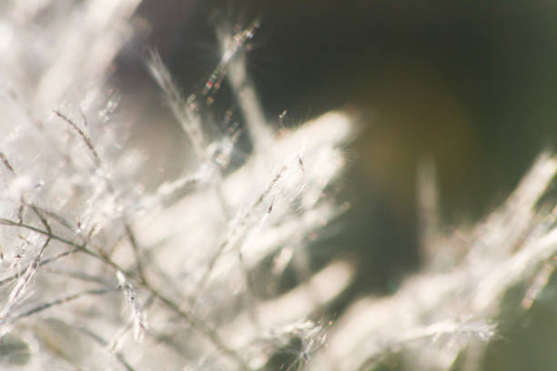 istock Grass flowers with morning sun against light blue sky in summer 1284099852
