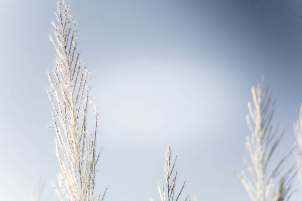 Grass flowers with morning sun against light blue sky in summer