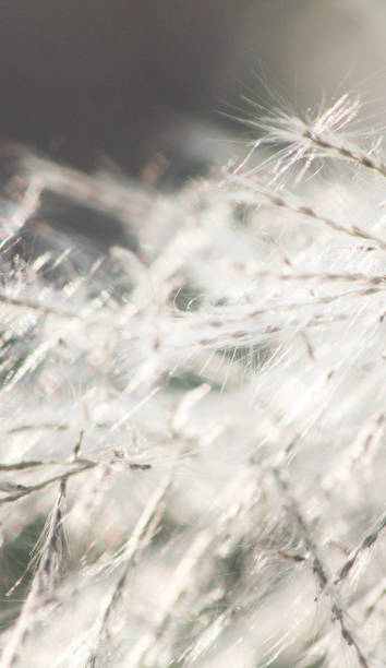 istock Grass flowers with morning sun against light blue sky in summer 1284099926