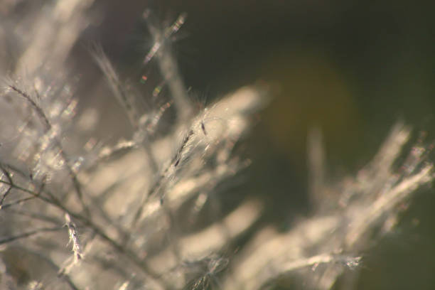 istock Grass flowers with morning sun against light blue sky in summer 1284099969