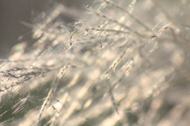 istock Grass flowers with morning sun against light blue sky in summer 1284099981