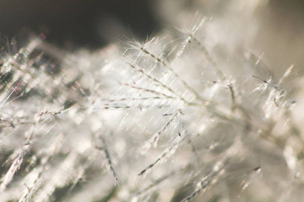 istock Grass flowers with morning sun against light blue sky in summer 1284100004