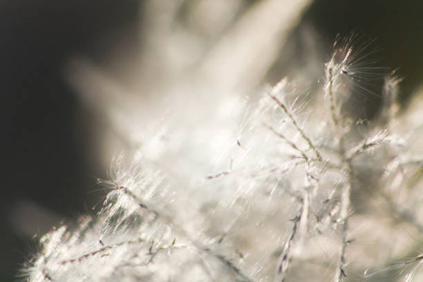 istock Grass flowers with morning sun against light blue sky in summer 1284100011