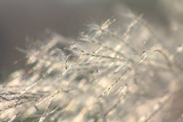 istock Grass flowers with morning sun against light blue sky in summer 1284100024