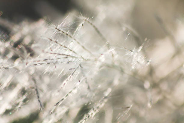 istock Grass flowers with morning sun against light blue sky in summer 1284100025