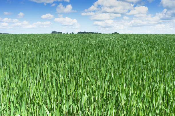 Wheat field. Agricultural fields sown with cereals. Ears of rye and oats in the field Agricultural fields sown with cereals. Ears of rye and oats in the field. Wheat field. mordovia stock pictures, royalty-free photos & images