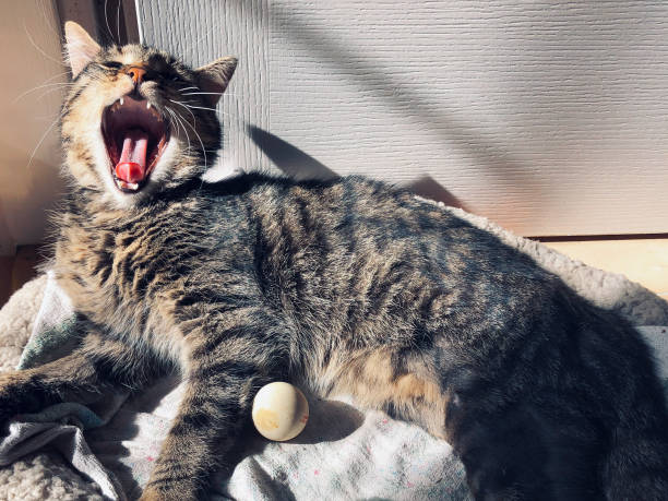istock Young male Tabby cat yawning while he is lying in his bed and sunbathing 1284101898