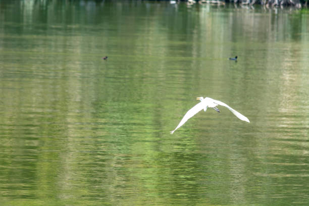 istock Small heron in a lagoon waiting for food 1284102050