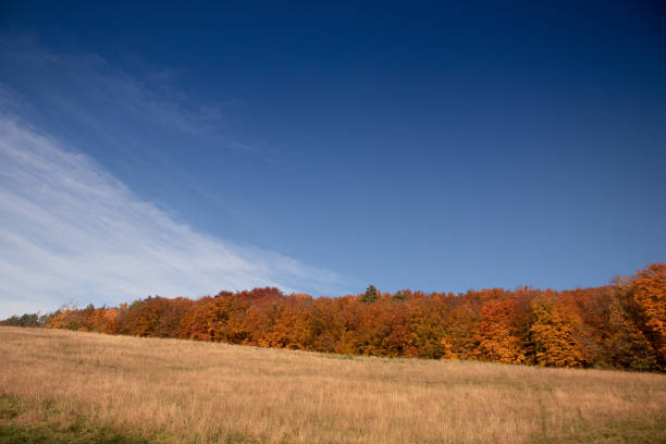 istock Sunny landscape of autumn meadows and forest 1284102245