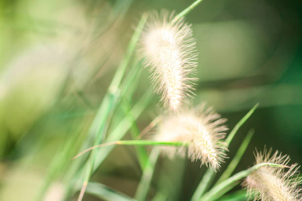 istock Grass flowers with morning sun against light blue sky in summer 1284102392