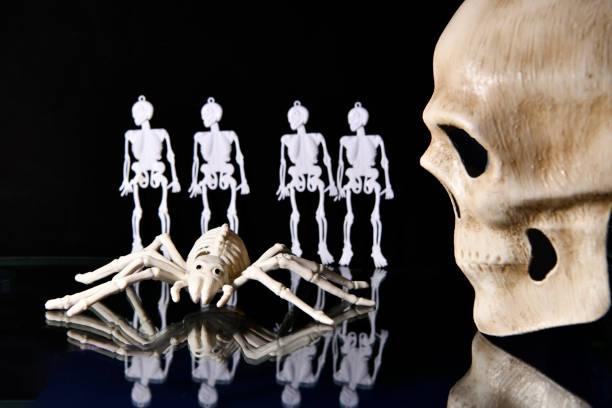 mockups of human skeletons and skulls on a black background on a reflective table
