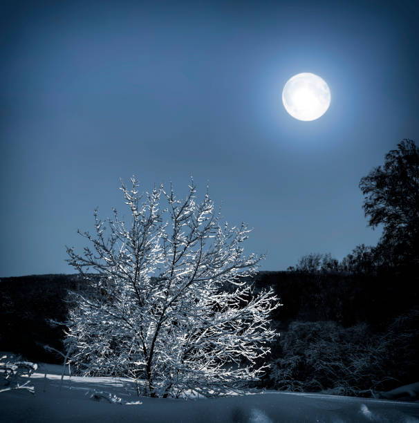 Lonely tree with snow covered in moonlight - wonderful winter night landscape. Full moon over the forest illuminates lonely tree on the snowy meadow