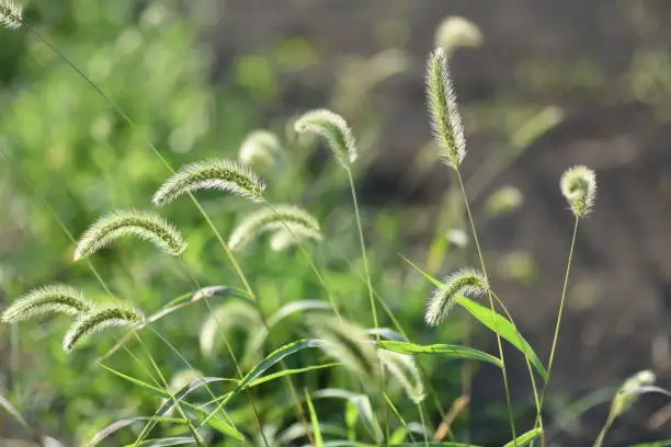 Photo of Green foxtail grass