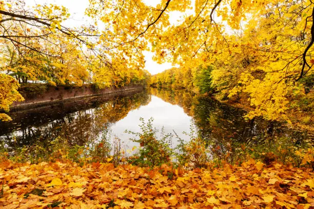 Photo of A warm autumn day in the South Park in the city of Kaliningrad. Fallen maple leaves and a pond.