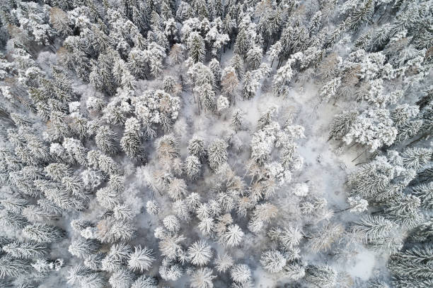 istock Aerial View of Pine Trees Covered with Snow 1284105779